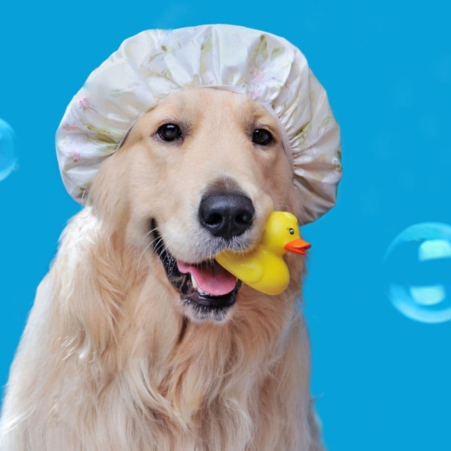 shampoo